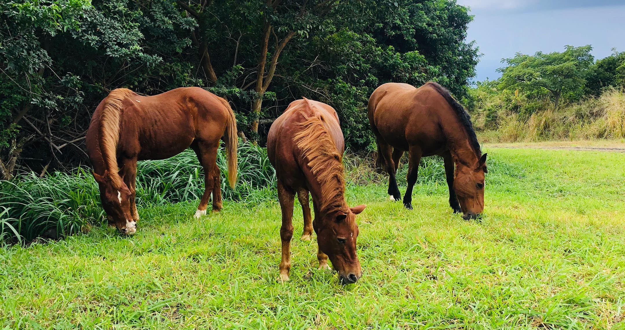 Paradise Hawaii Ranch Landscape